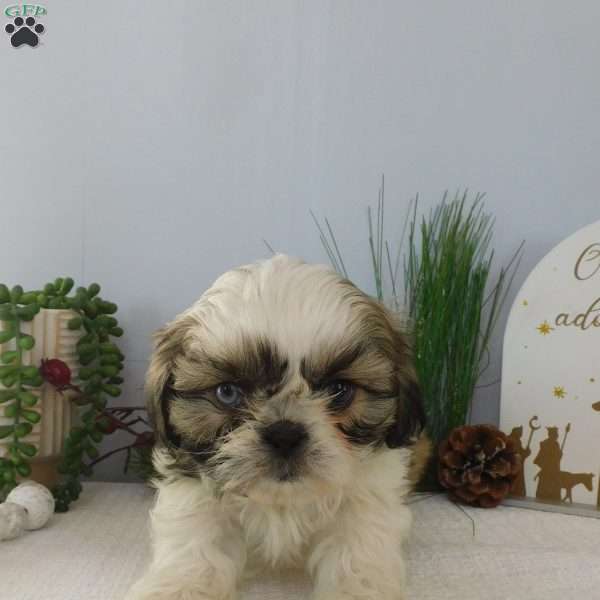 Paxton, Shih Tzu Puppy