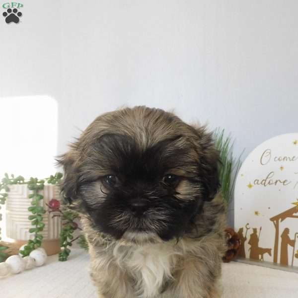 Max, Shih Tzu Puppy