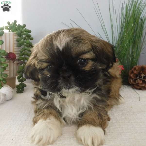 Bella, Shih Tzu Puppy