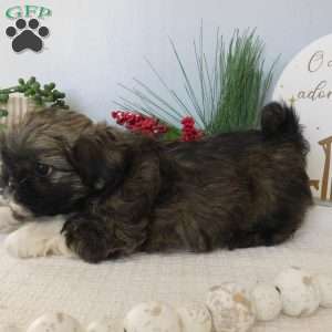 Lacey, Shih Tzu Puppy