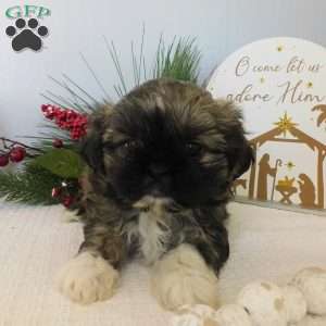 Lacey, Shih Tzu Puppy