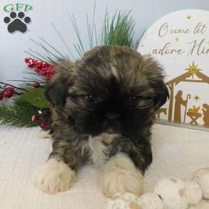 Lacey, Shih Tzu Puppy