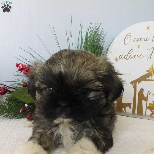 Lacey, Shih Tzu Puppy