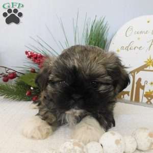 Lacey, Shih Tzu Puppy