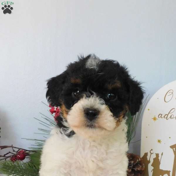 Sadie, Toy Poodle Puppy