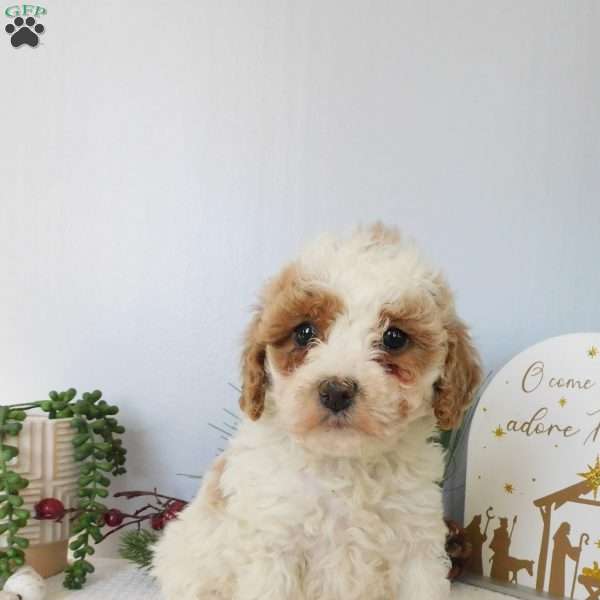 Gracie, Toy Poodle Puppy