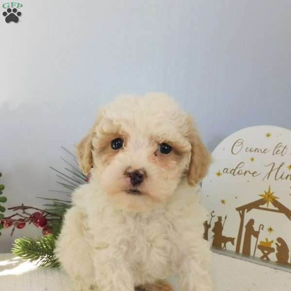 Princess, Toy Poodle Puppy