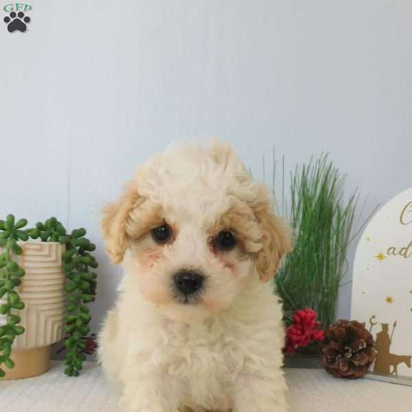 Rosie, Toy Poodle Puppy