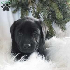 Hunter, Black Labrador Retriever Puppy