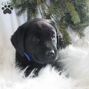 Hunter, Black Labrador Retriever Puppy