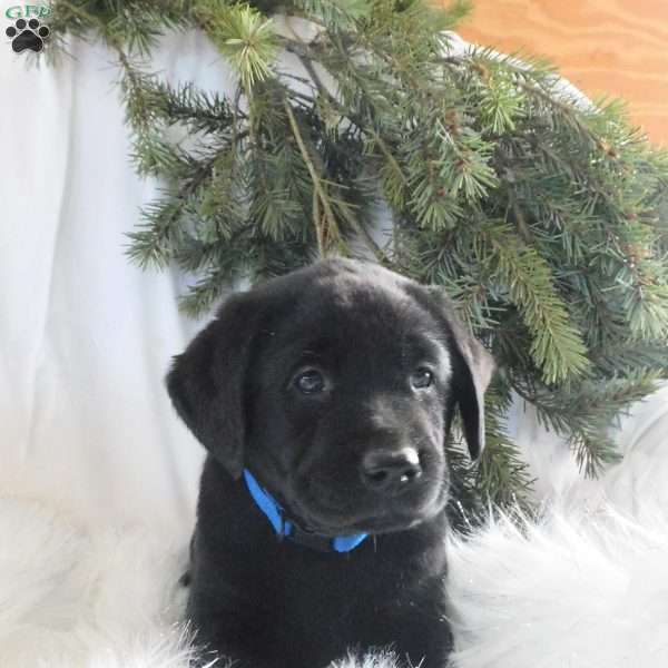 Hunter, Black Labrador Retriever Puppy