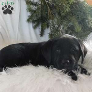 Hunter, Black Labrador Retriever Puppy