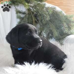 Hunter, Black Labrador Retriever Puppy