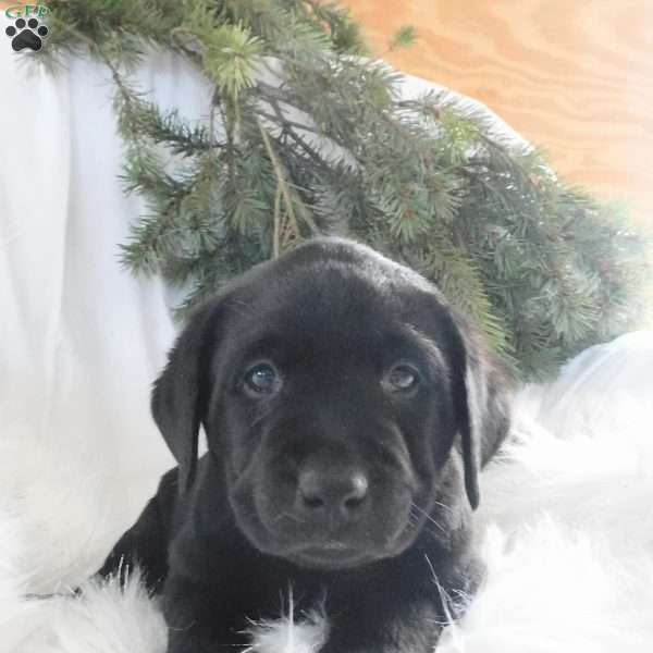 Cooper, Black Labrador Retriever Puppy