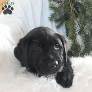 Barney, Black Labrador Retriever Puppy