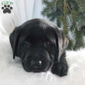 Barney, Black Labrador Retriever Puppy