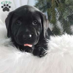 Barney, Black Labrador Retriever Puppy