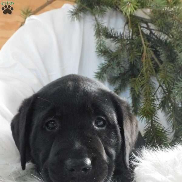 Barney, Black Labrador Retriever Puppy