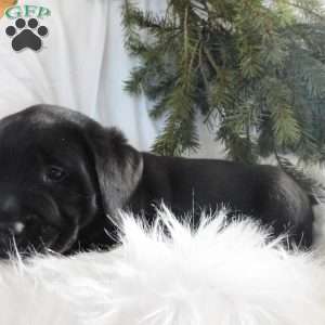 Barney, Black Labrador Retriever Puppy