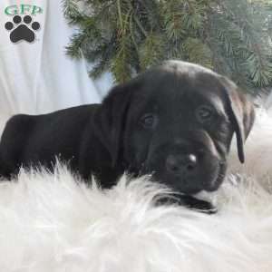 Barney, Black Labrador Retriever Puppy