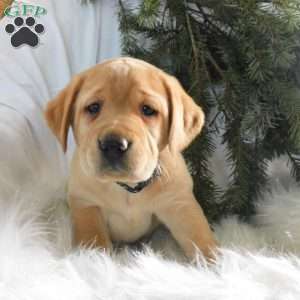 Pippa, Black Labrador Retriever Puppy