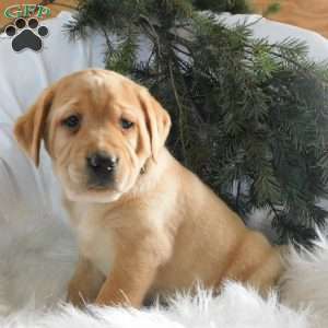 Pippa, Black Labrador Retriever Puppy