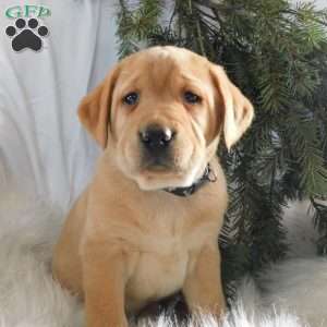 Pippa, Black Labrador Retriever Puppy