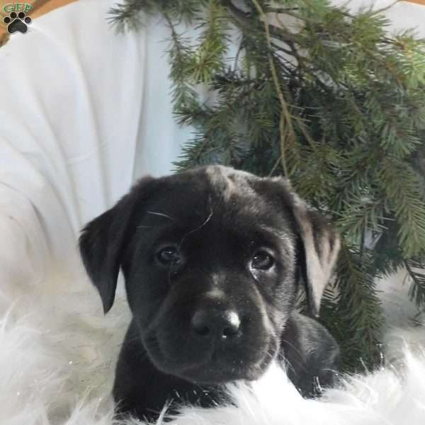 Rosie, Black Labrador Retriever Puppy