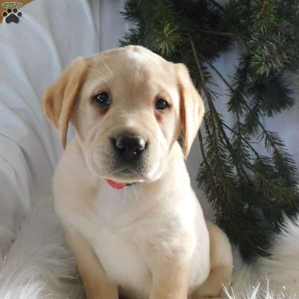 Sally, Black Labrador Retriever Puppy