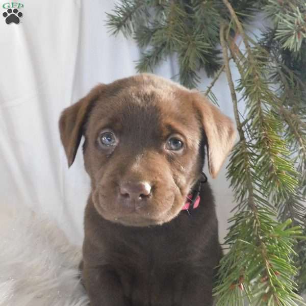 Minnie, Black Labrador Retriever Puppy