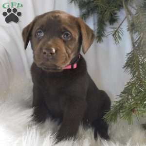 Minnie, Black Labrador Retriever Puppy