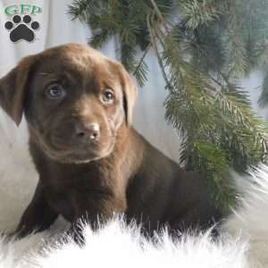 Minnie, Black Labrador Retriever Puppy