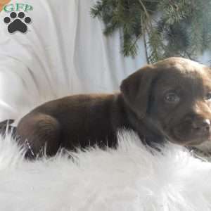 Minnie, Black Labrador Retriever Puppy