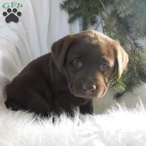 Minnie, Black Labrador Retriever Puppy