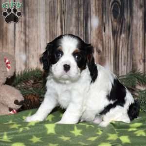 Yola, Cavalier King Charles Spaniel Puppy