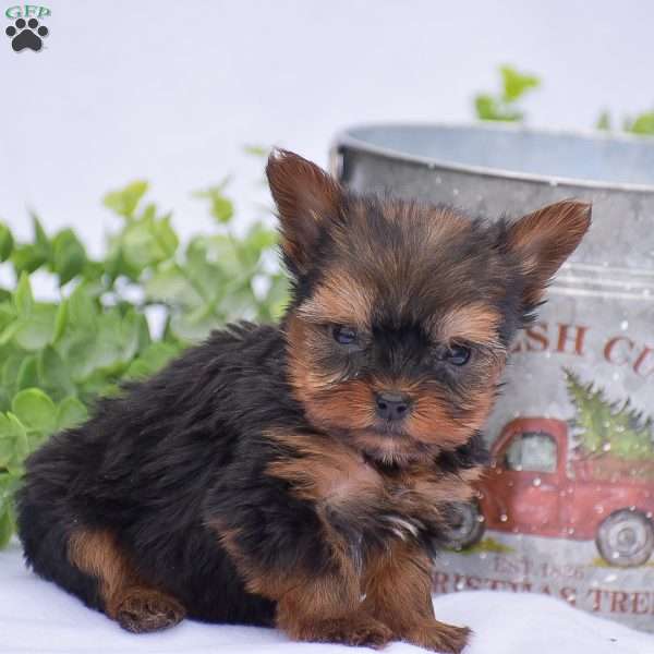 Nate, Yorkie Puppy