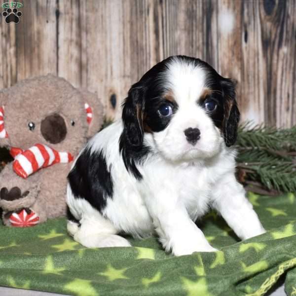 Yola, Cavalier King Charles Spaniel Puppy