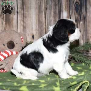 Yola, Cavalier King Charles Spaniel Puppy