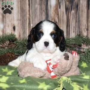 Yola, Cavalier King Charles Spaniel Puppy