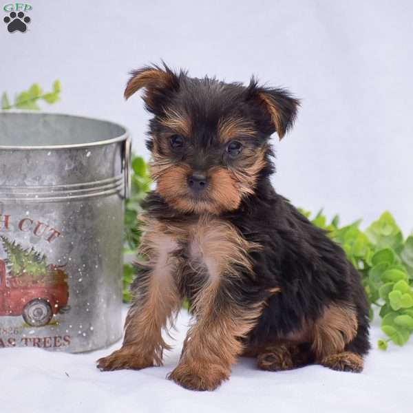 Nicole, Yorkie Puppy