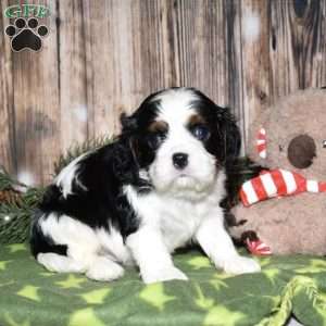 Yolan, Cavalier King Charles Spaniel Puppy