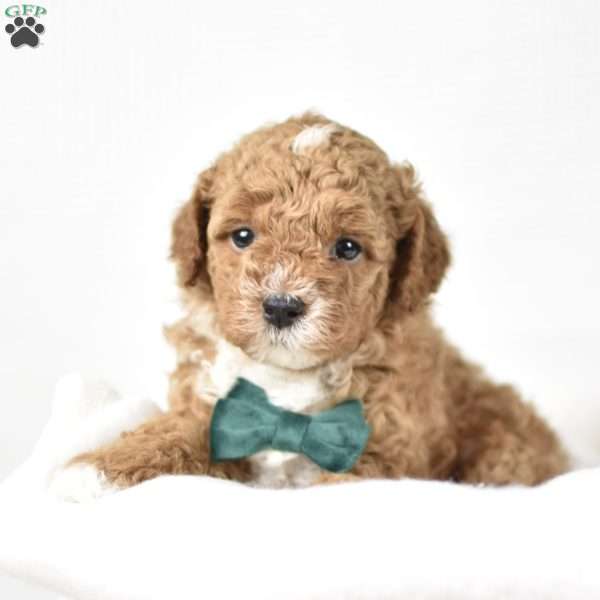 Charlie, Mini Goldendoodle Puppy