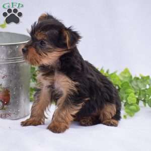 Nicole, Yorkie Puppy