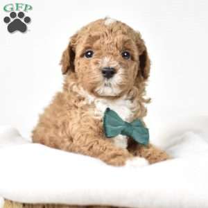 Charlie, Mini Goldendoodle Puppy