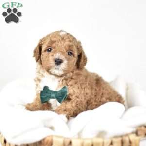 Charlie, Mini Goldendoodle Puppy