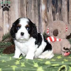 Yolan, Cavalier King Charles Spaniel Puppy