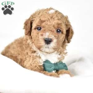 Charlie, Mini Goldendoodle Puppy