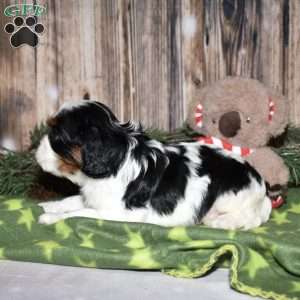 Yolan, Cavalier King Charles Spaniel Puppy