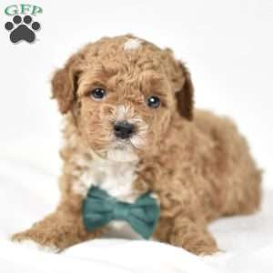 Charlie, Mini Goldendoodle Puppy