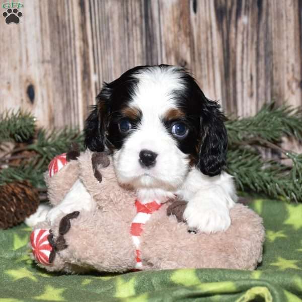 Yolan, Cavalier King Charles Spaniel Puppy